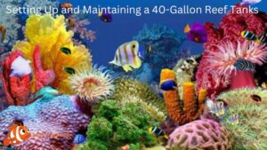 Setting Up and Maintaining a 40-Gallon Reef Tanks Hot Trend 2024