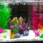 Aquarium Plants That Grow in Gravel (1)