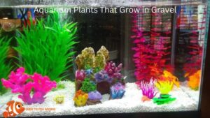 Aquarium Plants That Grow in Gravel