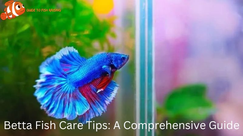 Betta Fish Care Tips