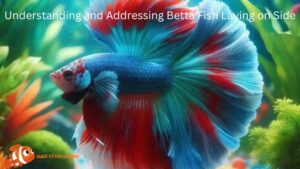 Understanding and Addressing Betta Fish Laying on Side