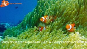 Brackish Water Aquarium Fish: A Comprehensive Guide