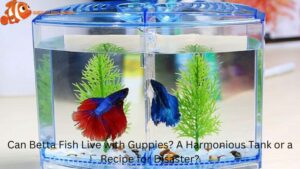 Can Betta Fish Live with Guppies? A Harmonious Tank or a Recipe for Disaster?