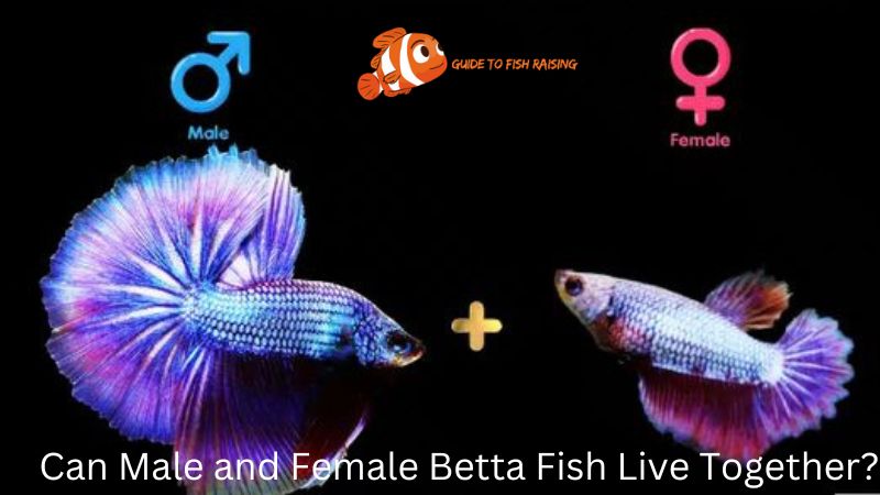 Can Male and Female Betta Fish Live Together?