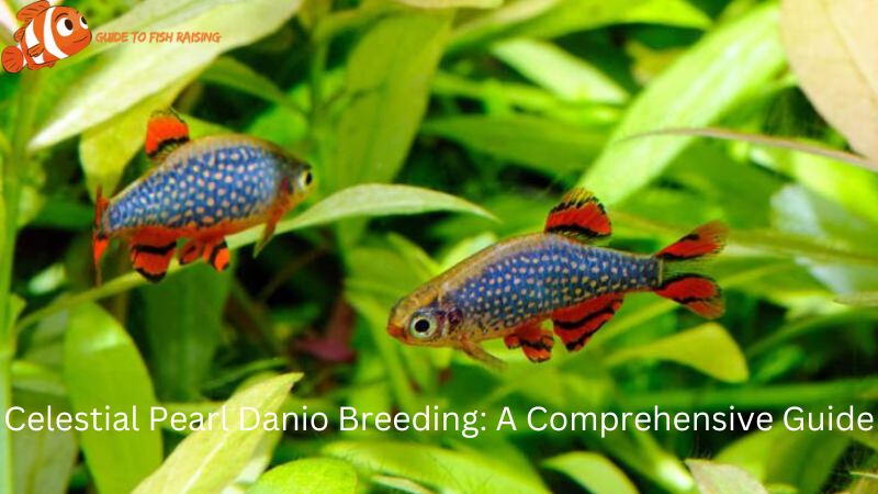 Celestial Pearl Danio Breeding: A Comprehensive Guide