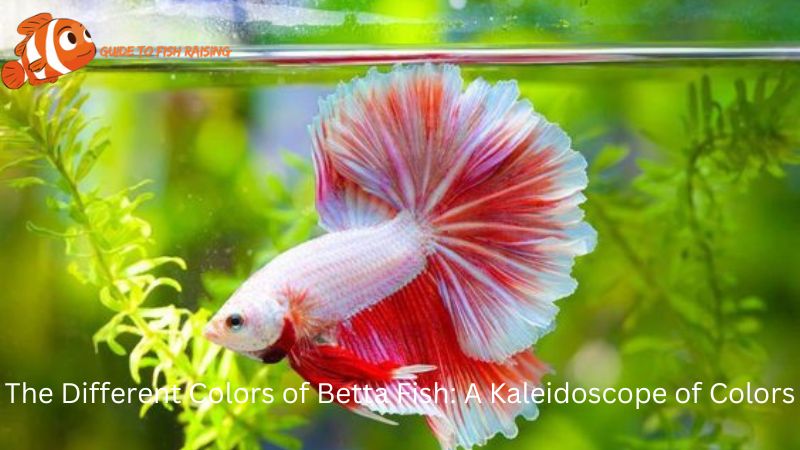 Different Colors of Betta Fish 1