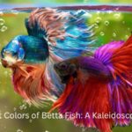 Different Colors of Betta Fish