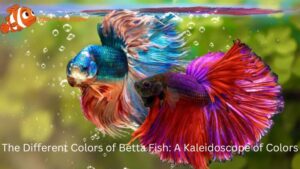 The Different Colors of Betta Fish: A Kaleidoscope of Colors