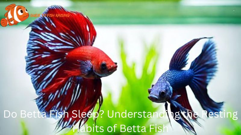 Do Betta Fish Sleep 1