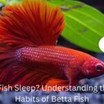 Do Betta Fish Sleep