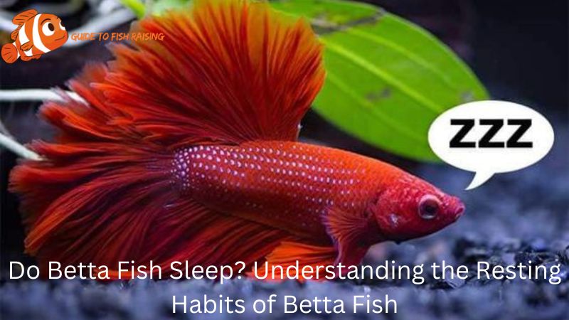 Do Betta Fish Sleep? Understanding the Resting Habits of Betta Fish