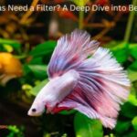 Do Bettas Need a Filter