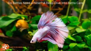 Do Bettas Need a Filter? A Deep Dive into Betta Care