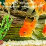 Does Goldfish Eat Algae (1)