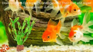 Does Goldfish Eat Algae? Understanding Their Diet and Algae Management in Your Aquarium