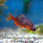 Fish Die After Water Changes