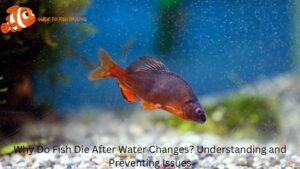 Why Do Fish Die After Water Changes? Understanding and Preventing Issues