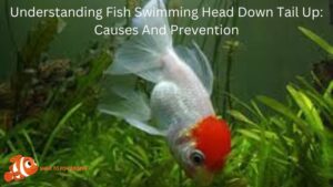 Understanding Fish Swimming Head Down Tail Up: Causes And Prevention