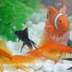 Fish That Can Live with Goldfish (1)