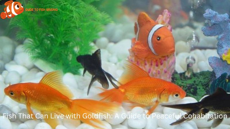 Fish That Can Live with Goldfish: A Guide to Peaceful Cohabitation