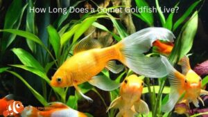 How Long Does a Comet Goldfish Live?