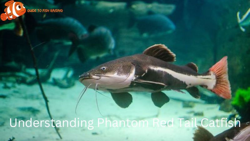 Understanding Phantom Red Tail Catfish