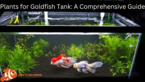 Plants for Goldfish Tank: A Comprehensive Guide