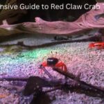 Red Claw Crab Tank Setup (1)