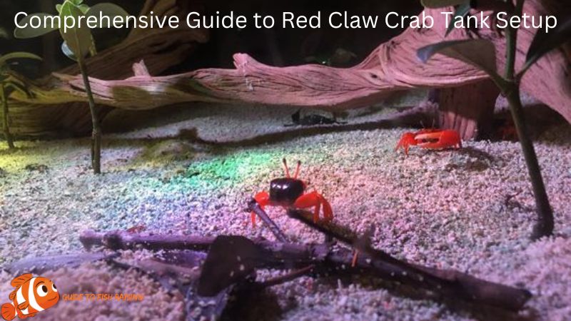 Comprehensive Guide to Red Claw Crab Tank Setup