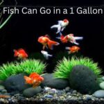 What Fish Can Go in a 1 Gallon tank