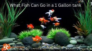 What Fish Can Go in a 1 Gallon tank