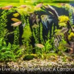 What Fish Can Live in a 10-Gallon Tank