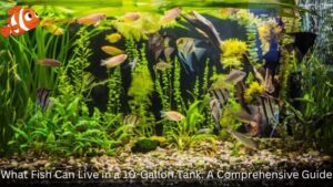 What Fish Can Live in a 10-Gallon Tank: A Comprehensive Guide