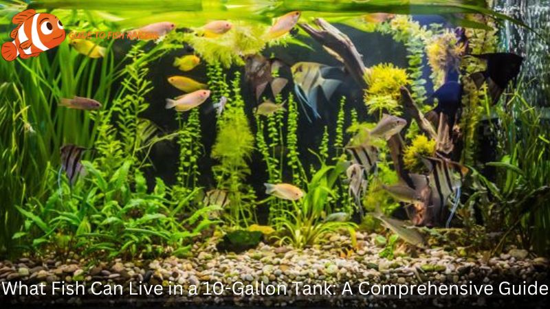 What Fish Can Live in a 10-Gallon Tank: A Comprehensive Guide